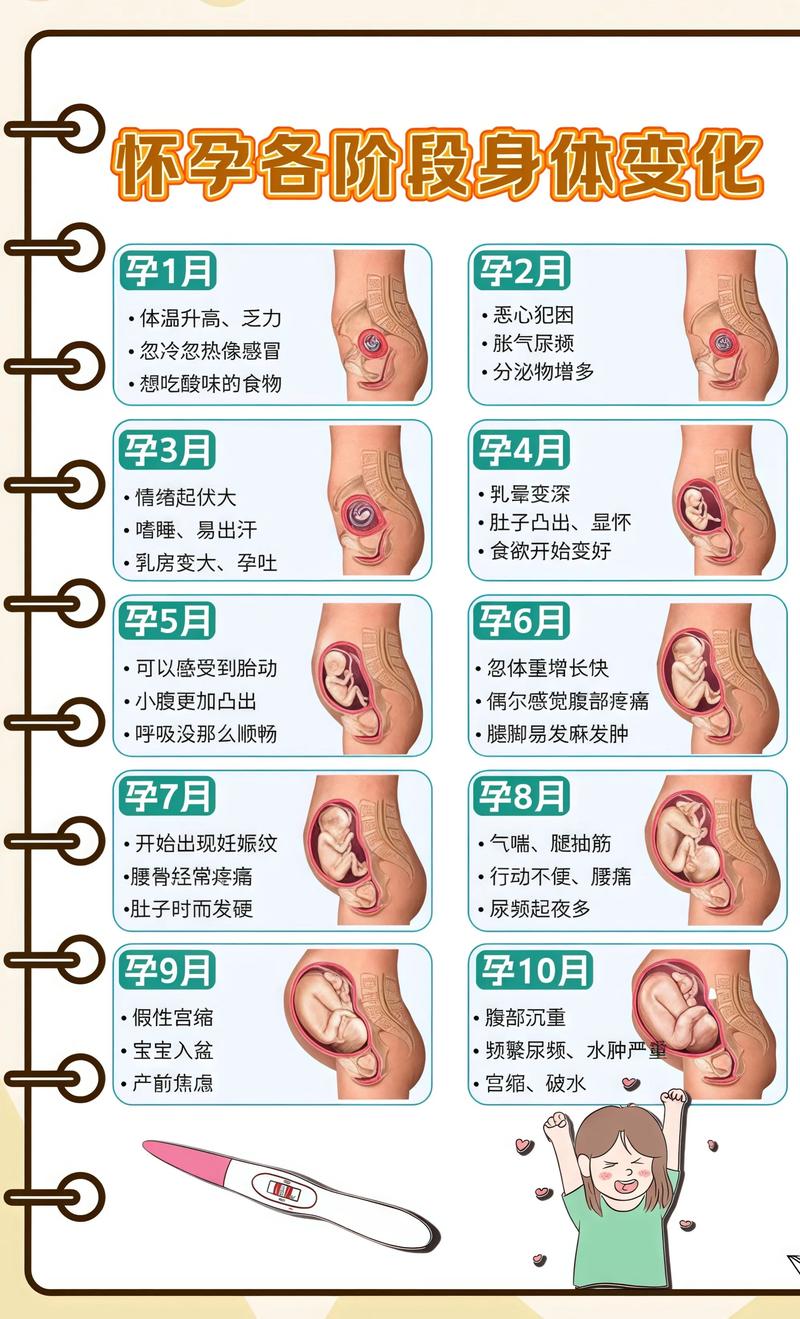 揭秘供卵代孕妈妈怀孕小腹分两节，孕期变化的奥秘绍兴代生机构: